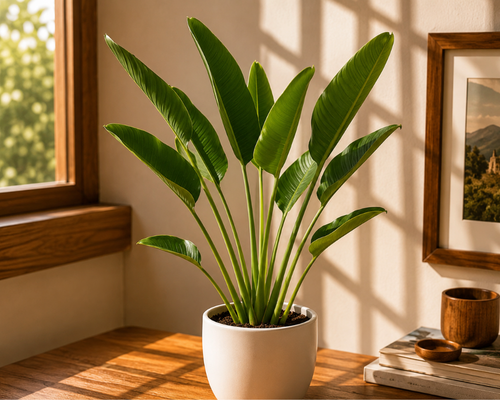 SBL - TRAVELLERS PALM